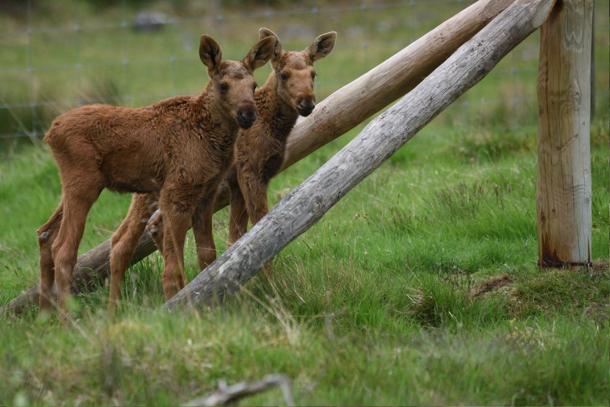 Ильменский заповедник Лось