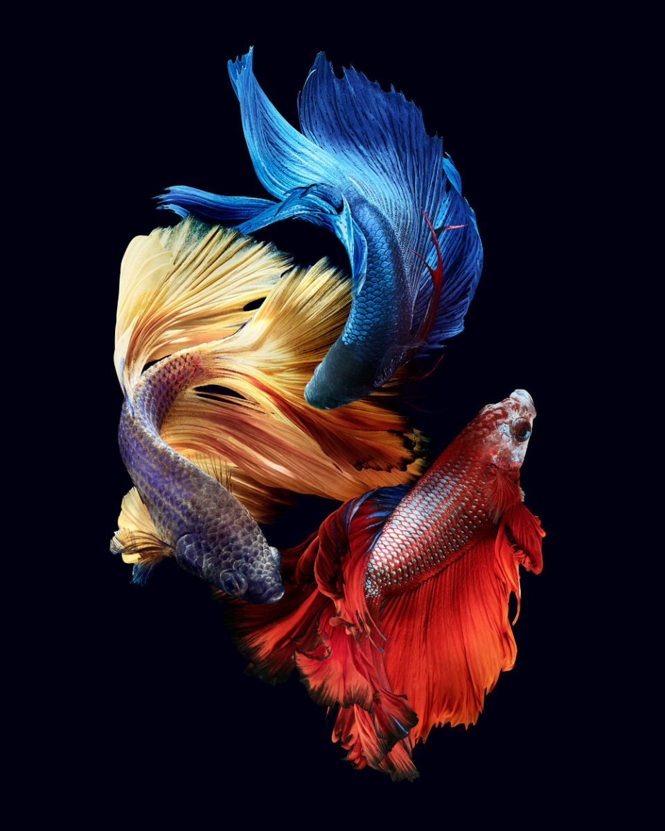 Петушок Betta splendens