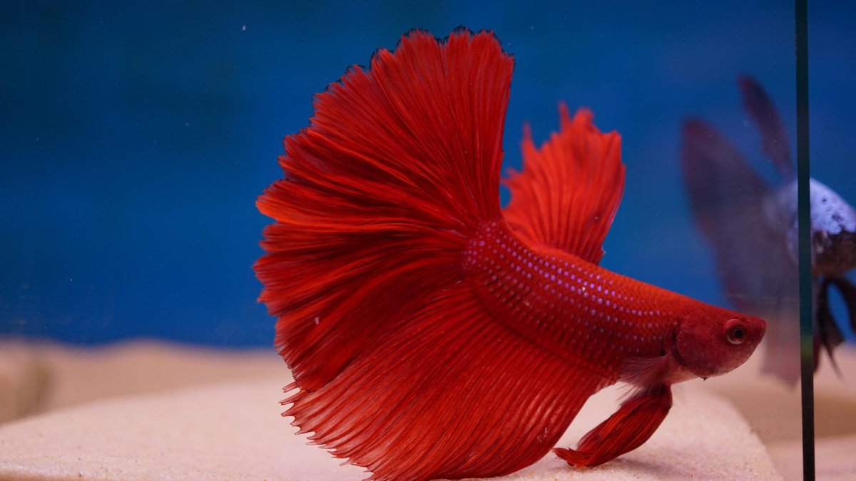 Петушок вуалехвост синий