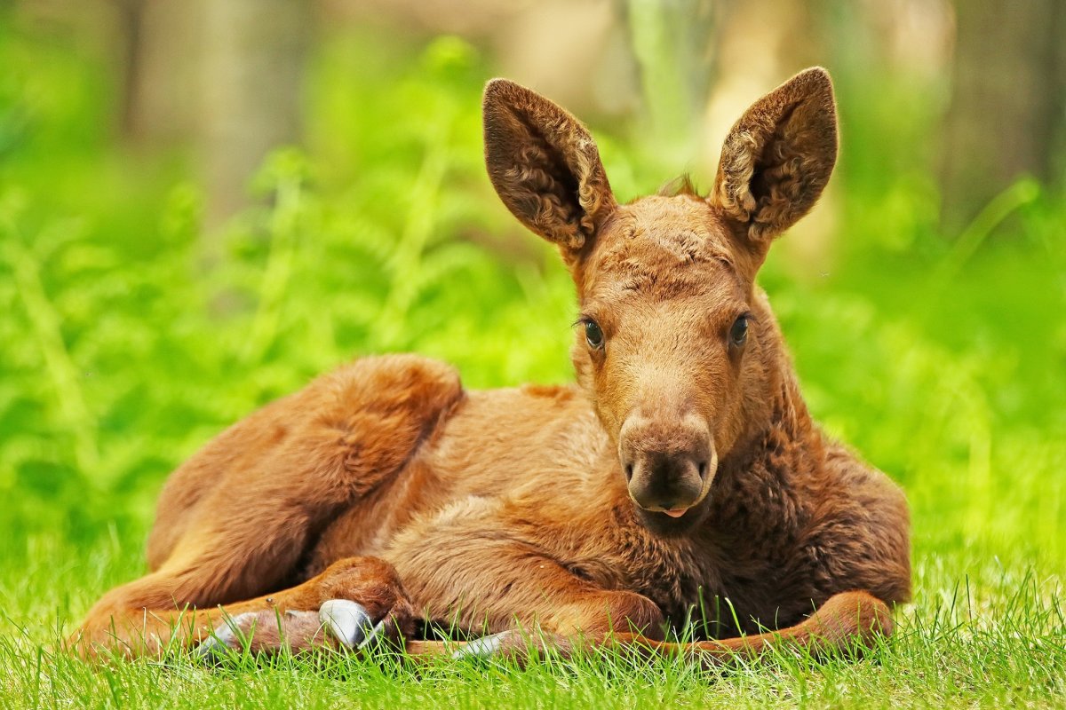 Маленькая лосиха