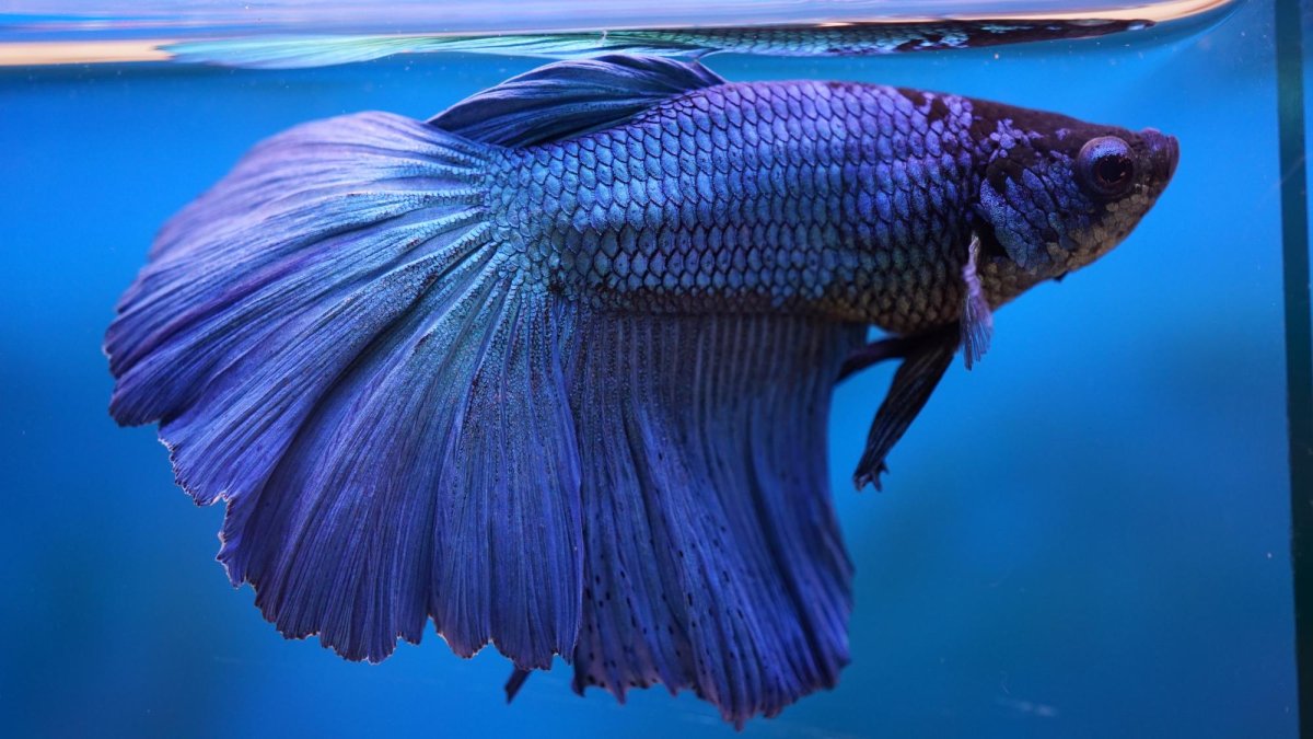 Петушок Халфмун горчичный