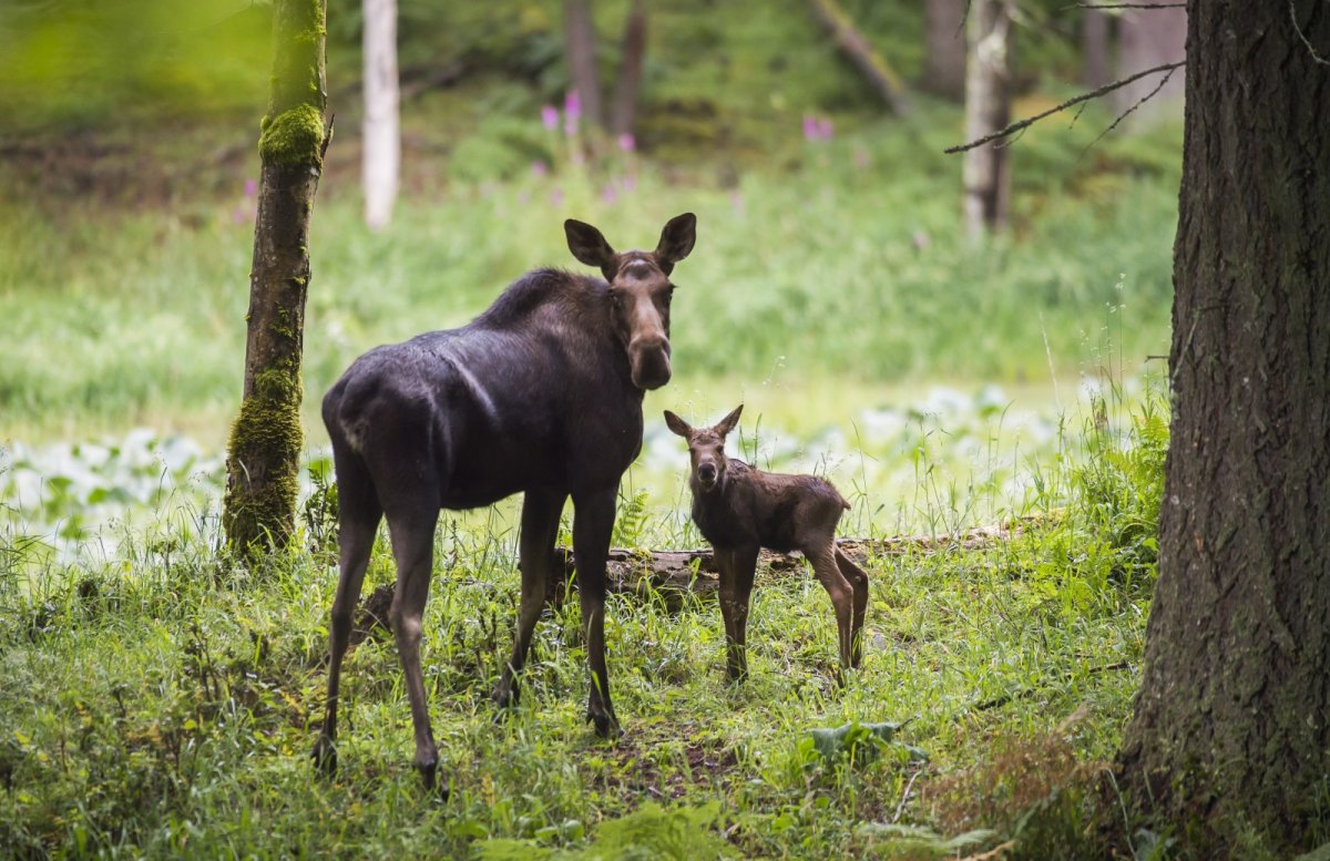 Детеныш лося Аляска
