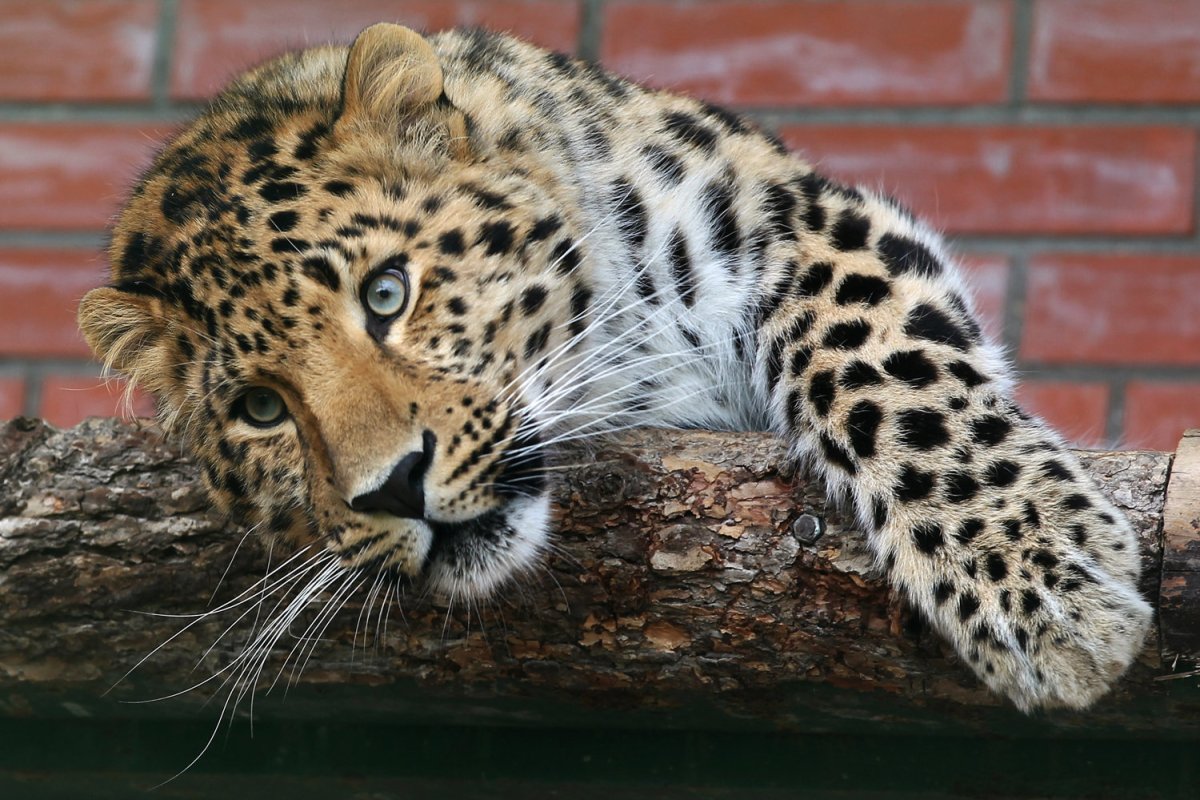 Дальневосточный леопард Кедровая Падь