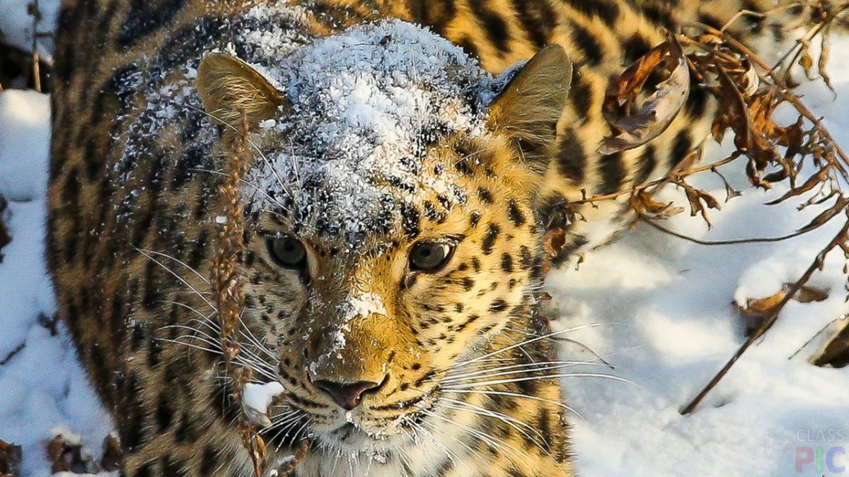 Кавказский Барс Дагестана