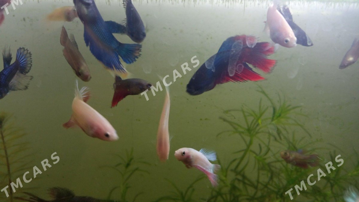 Рыбка петушок мультиколор вуалехвост