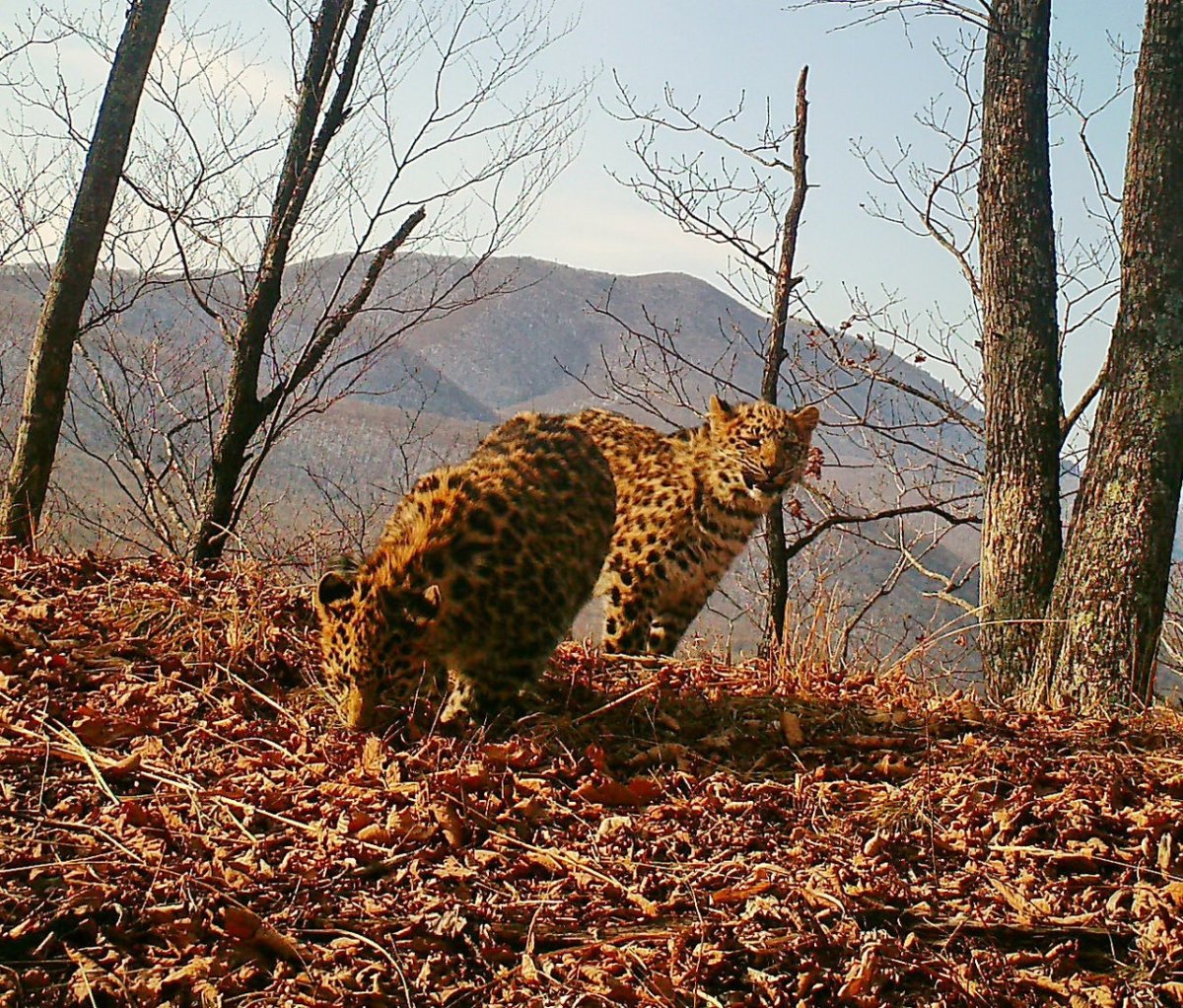 Леопард Дальневосточный видеоловушка