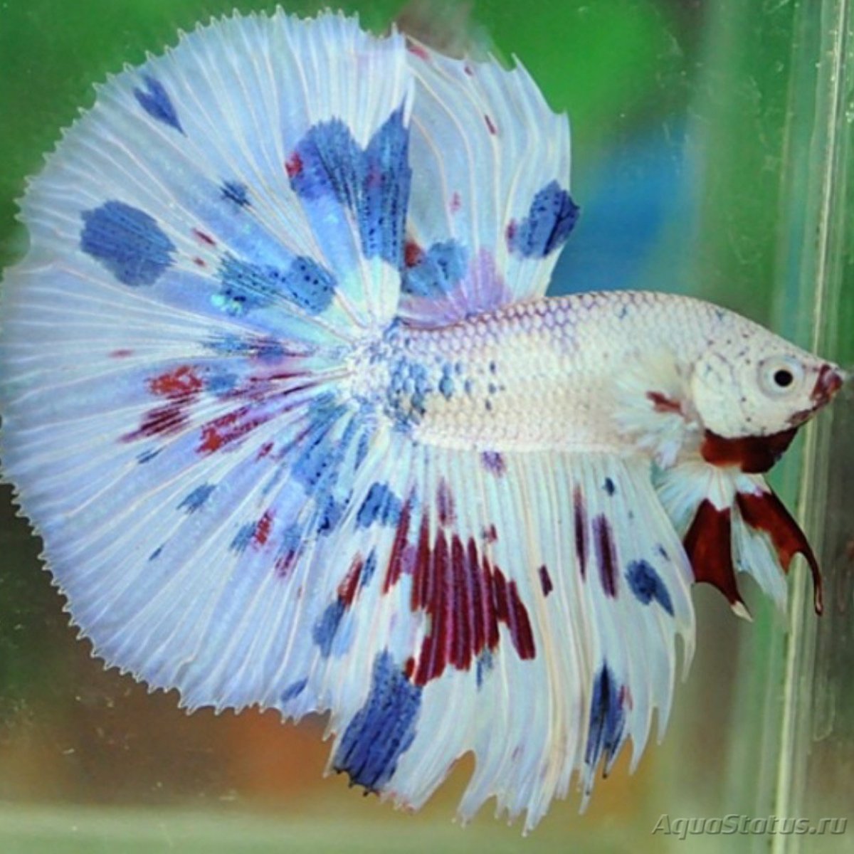 Blue Betta Fish