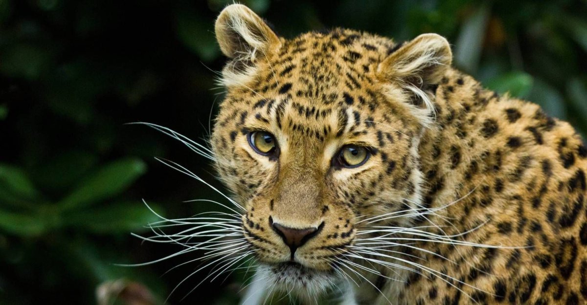 Дальневосточный леопард черный