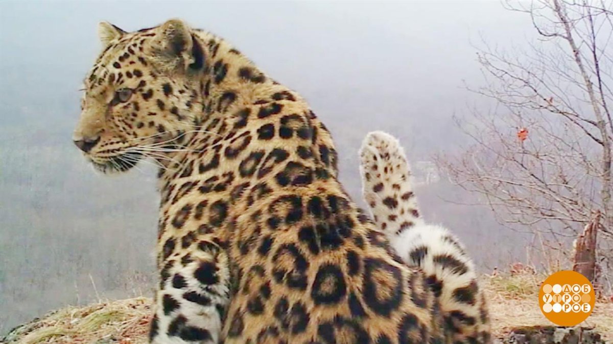 Дальневосточный леопард численность в 2020