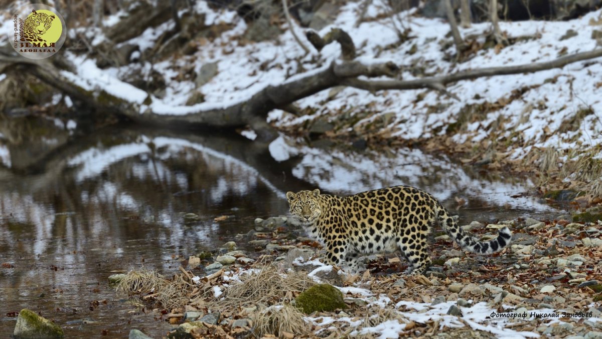 Крымские леопарды
