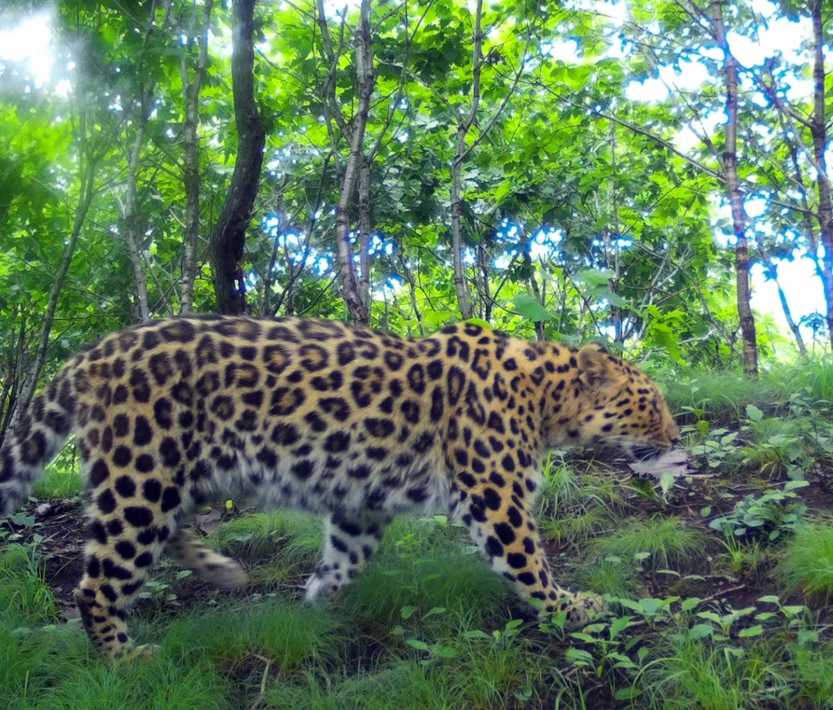 Дальневосточный леопард Детеныши