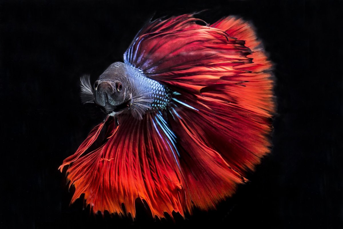 Петушок Бетта Спленденс