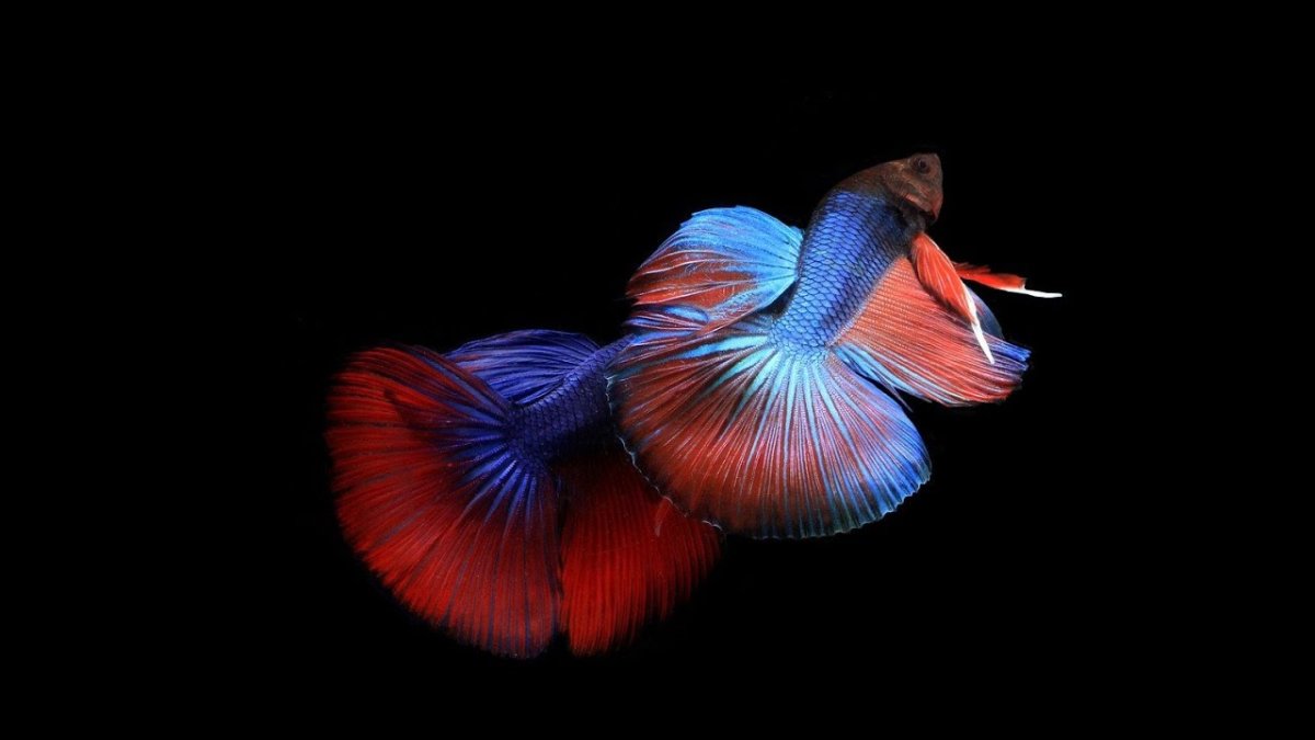 Петушки Дамбо рыбки