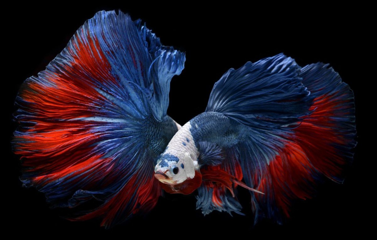 Рыба Betta