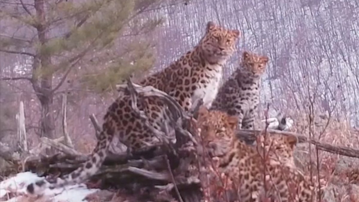 Красивые животные дальнего Востока