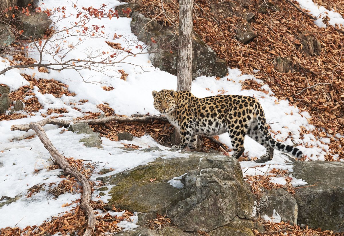 Уссурийский леопард