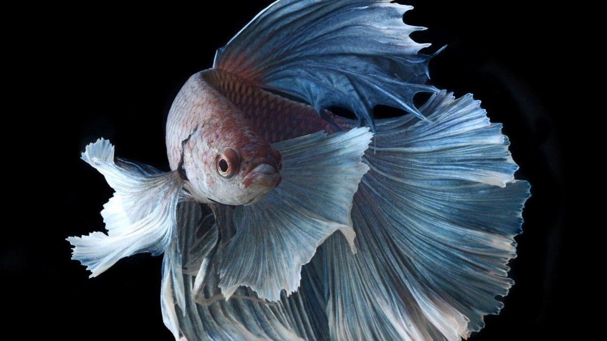 Рыбка Бетта Спленденс