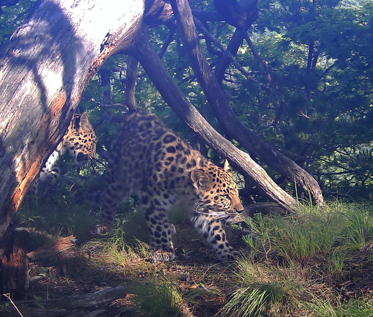 Амурский тигр и Дальневосточный леопард