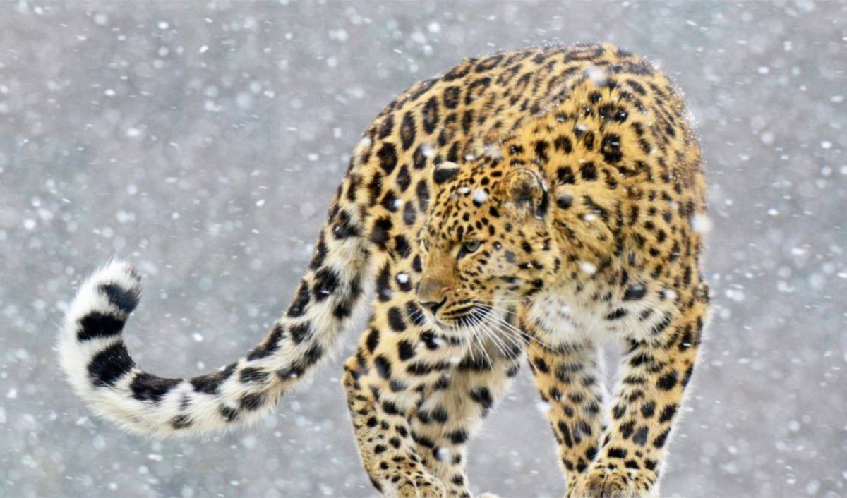 #Землялеопарда #дальневосточныйлеопард #Приморье