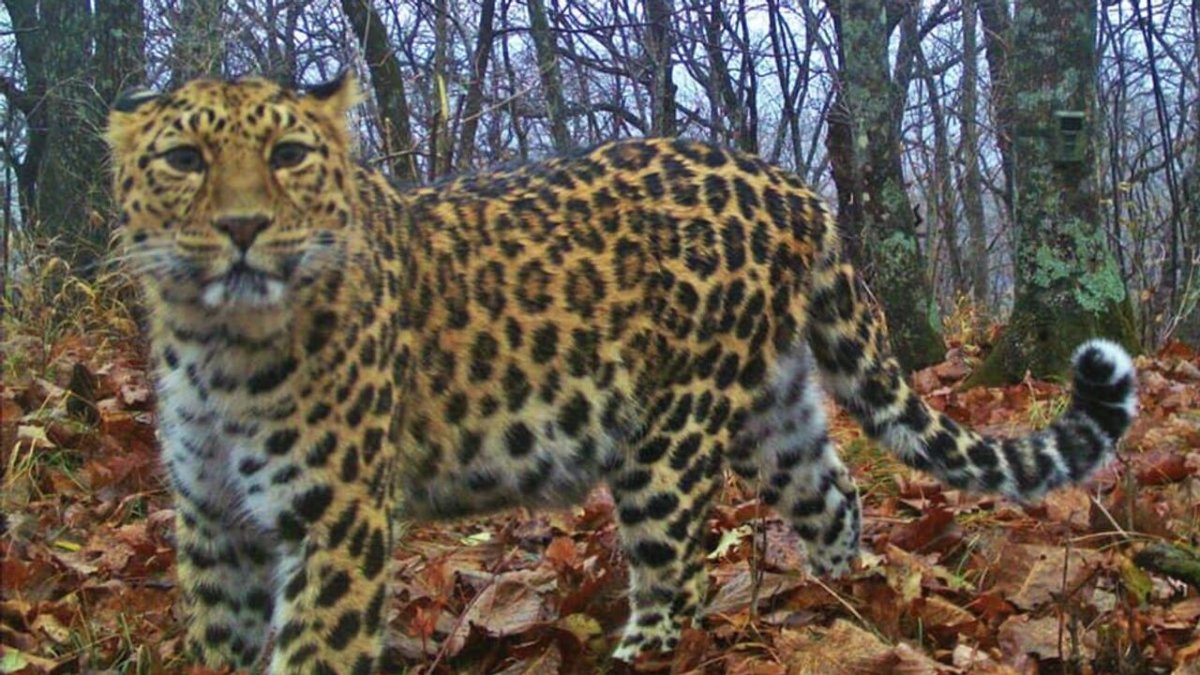 Дальневосточный леопард самка