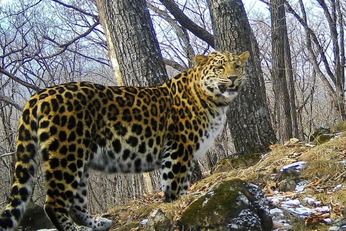 Дальневосточный леопард заповедник