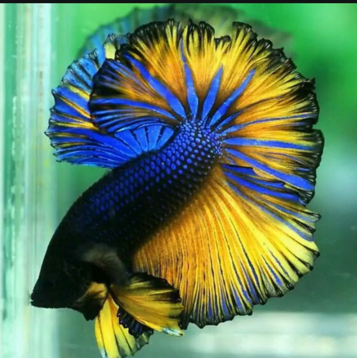 Петушок Халфмун горчичный