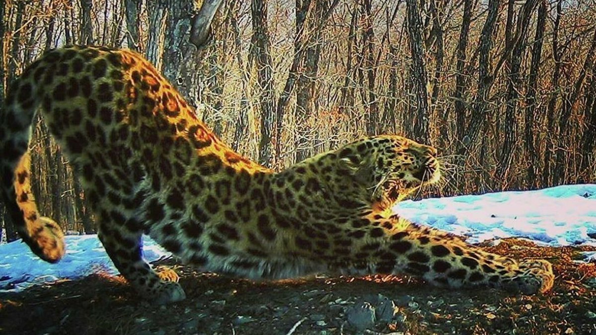 Земля леопарда Приморский парк