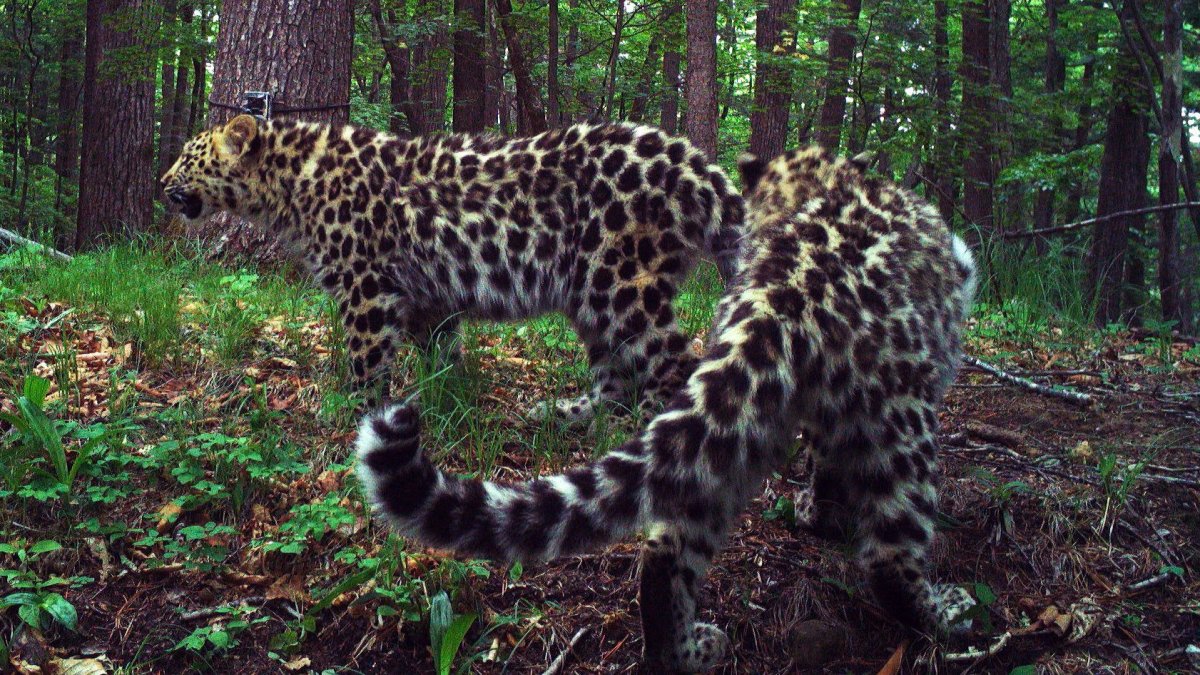 Леопарды в Сочи