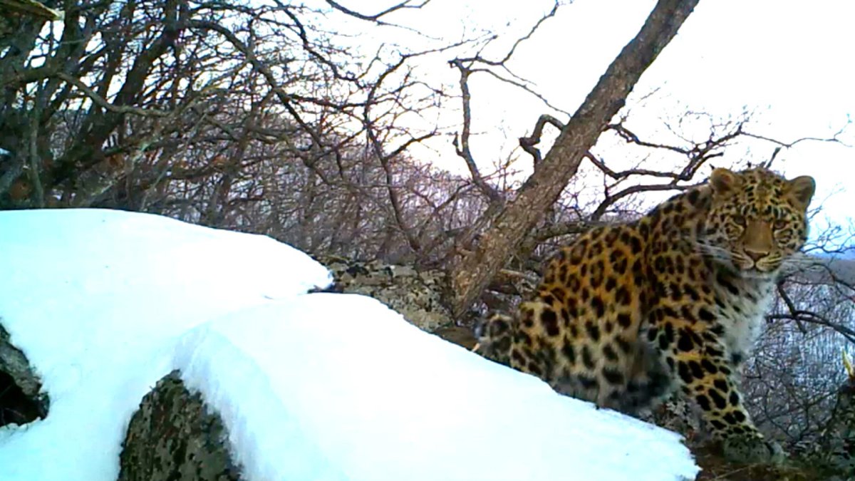 Дальневосточный леопард Кедровая Падь