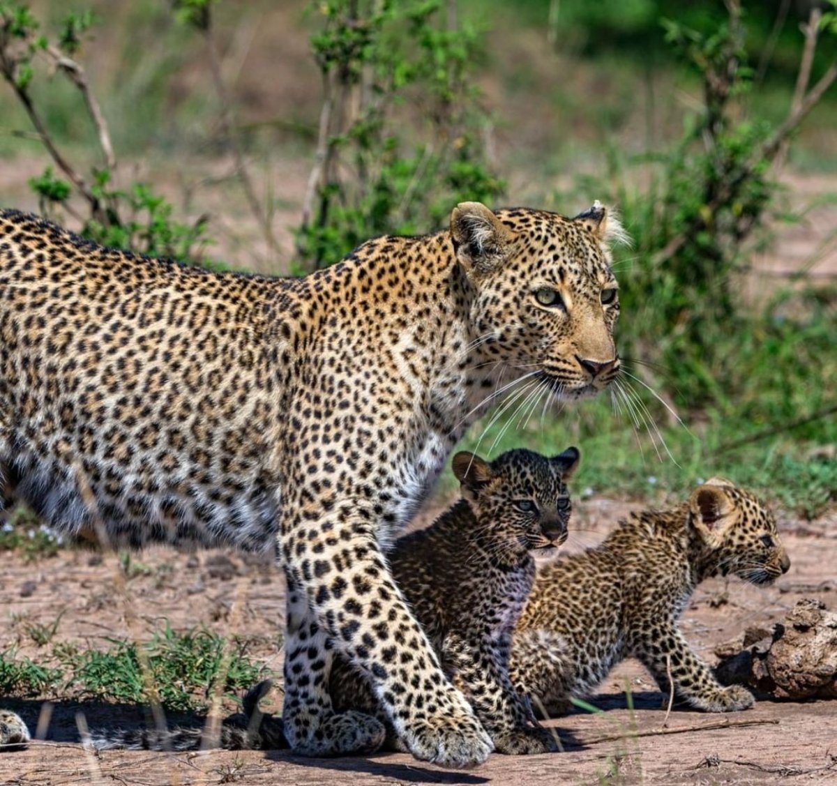 Дальневосточный леопард (Panthera pardus orientalis)