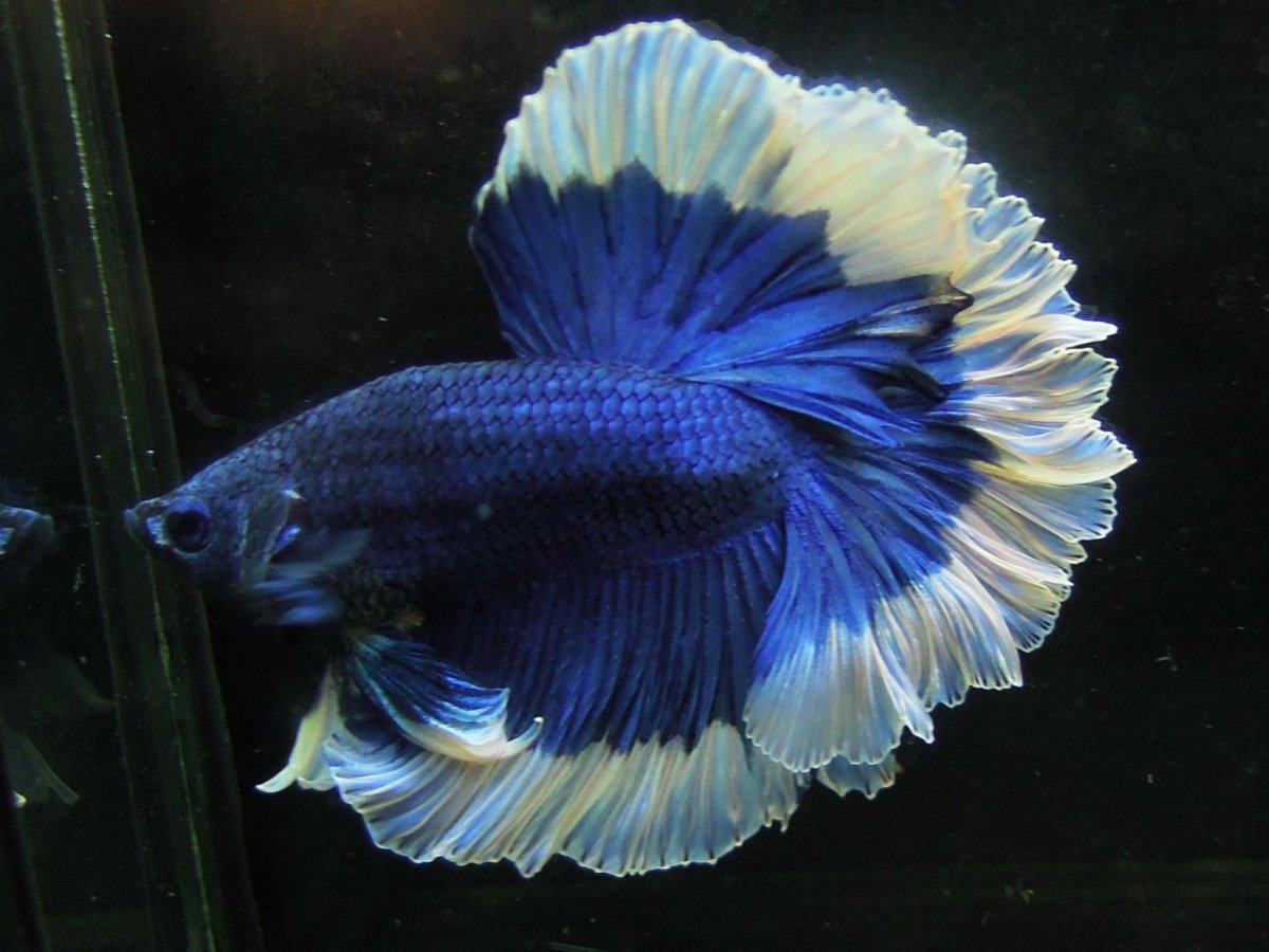 Рыбка петушок Халфмун бабочка