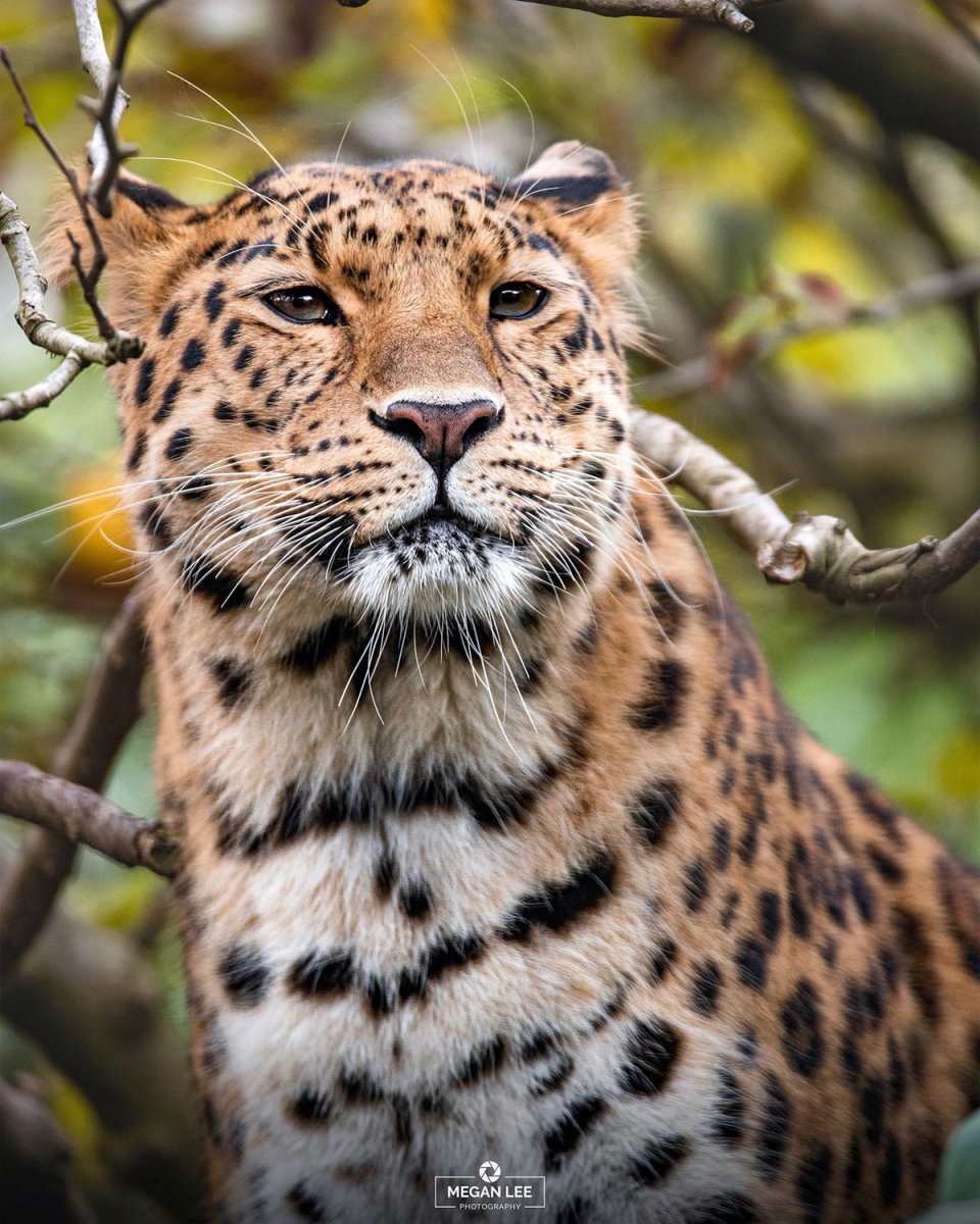 Земля леопарда национальный парк Флора и фауна