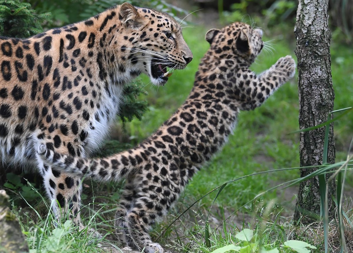 Дальневосточный леопард