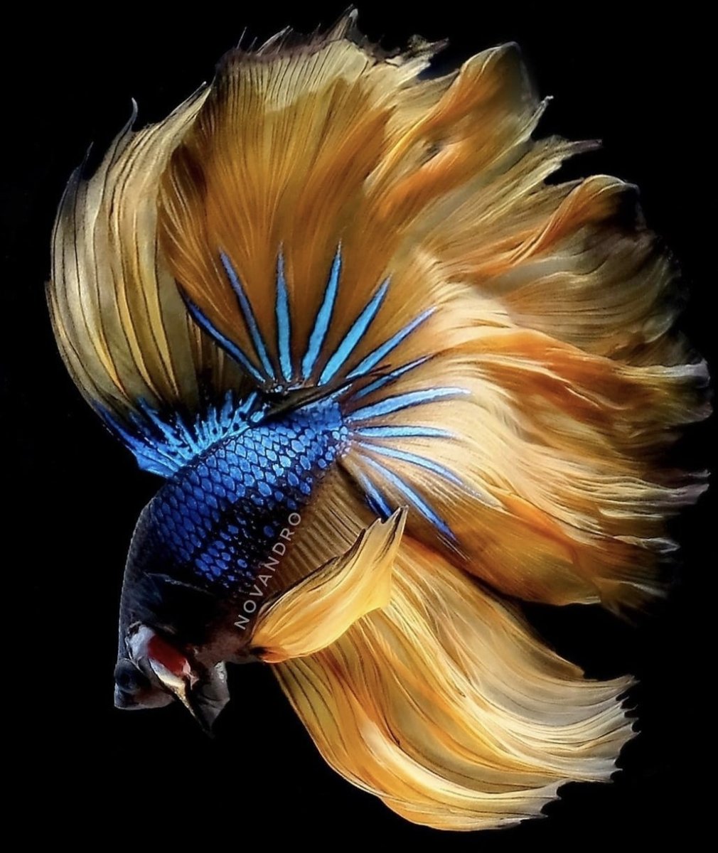 Глаза петушков рыбок