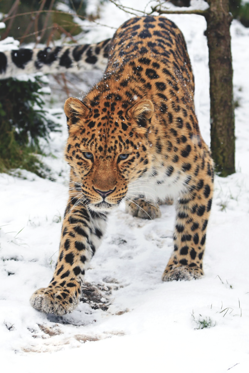 Заповедник Кедровая Падь леопард