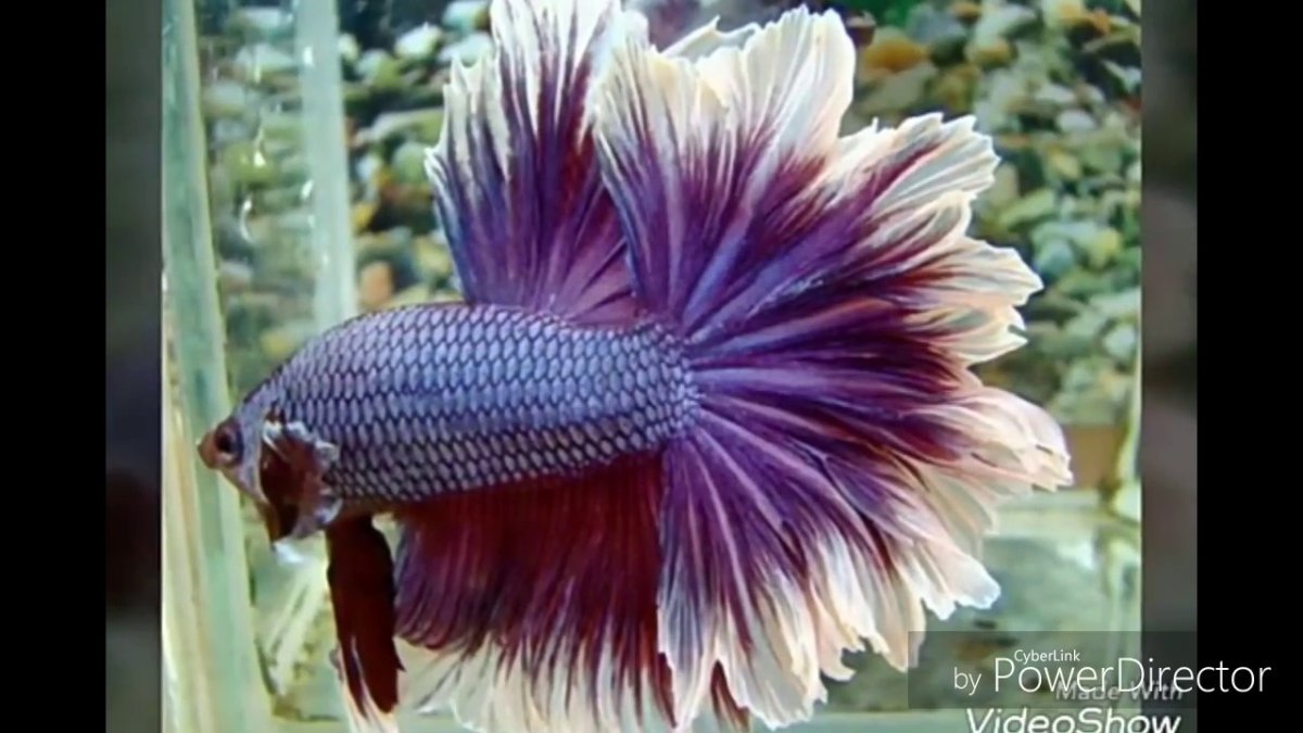 Петушок перьехвост рыбка