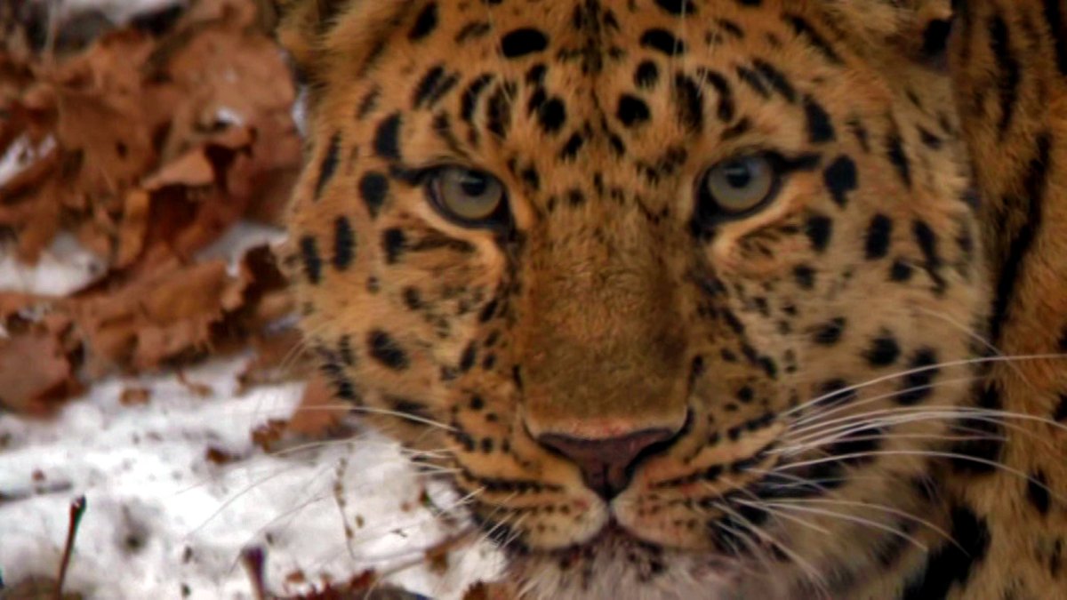 Дальневосточный Приамурский леопард котенок