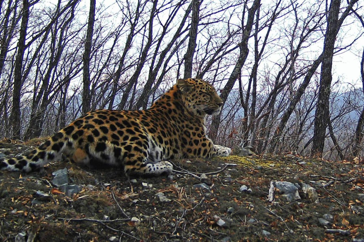 Дальневосточный леопард