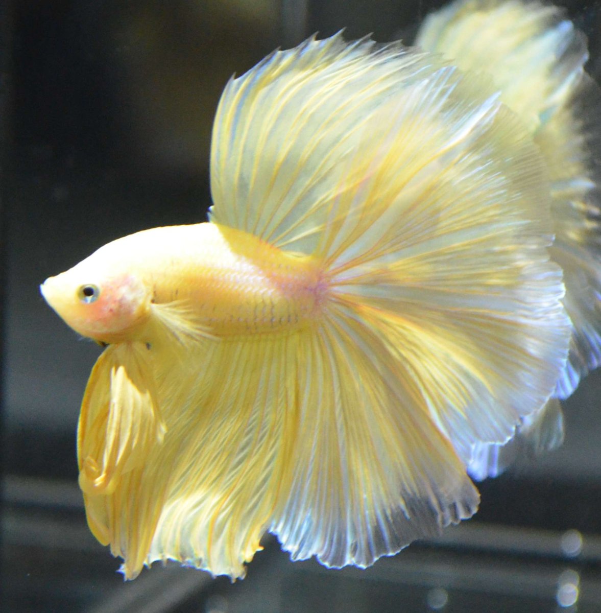 Петушок коронохвостый красный