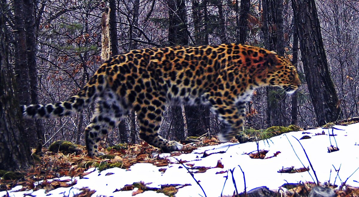 Far Eastern Leopard