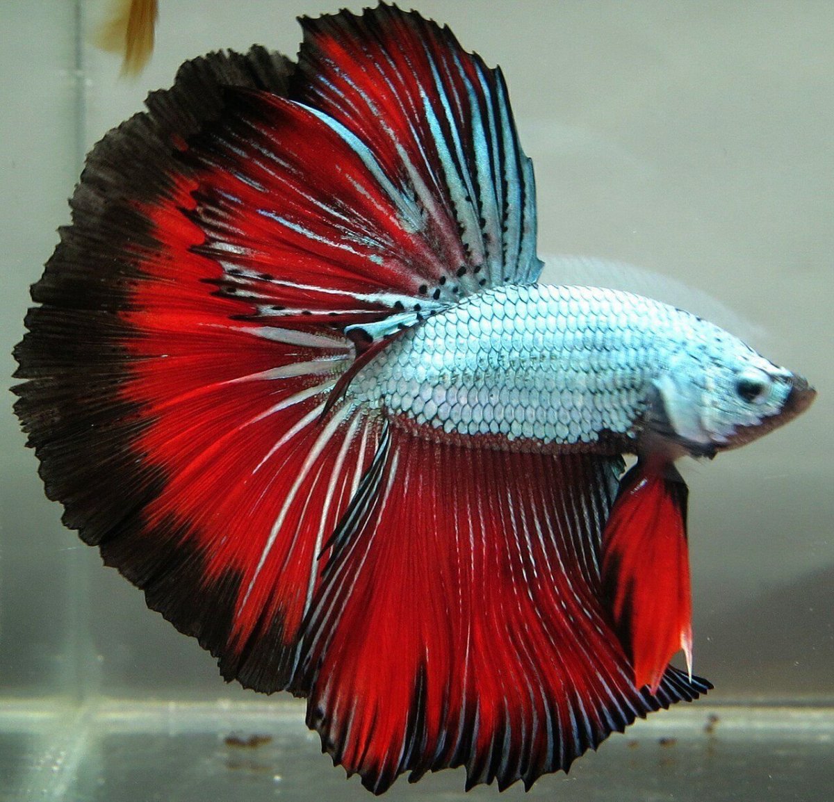 Рыбка петушок Бетта