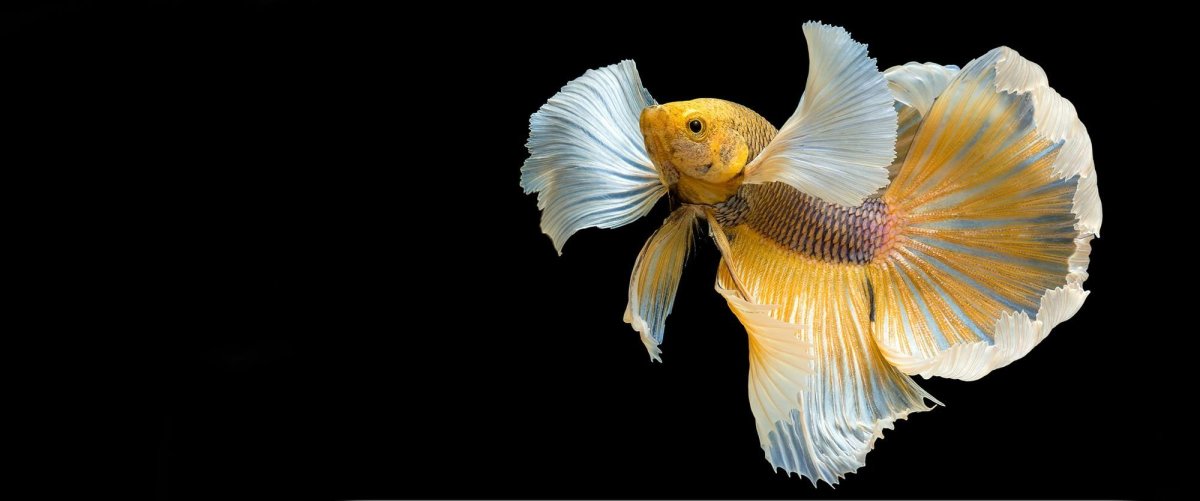 Вуалехвост петушок Халфмун