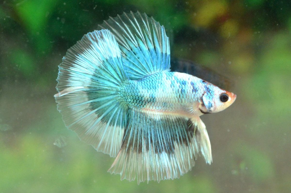 Петушок Бетта Спленденс