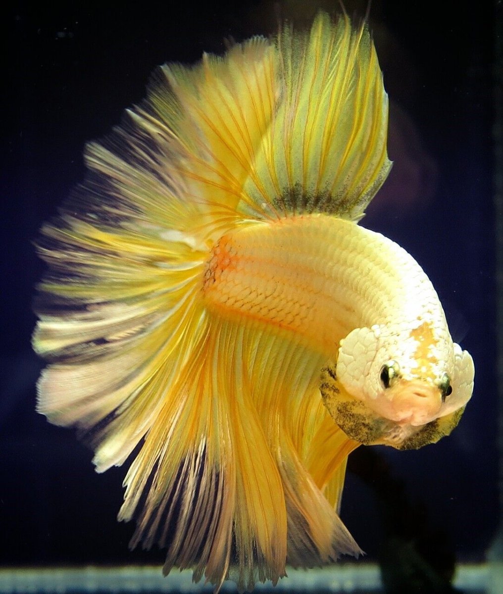 Петушок Халфмун бабочка