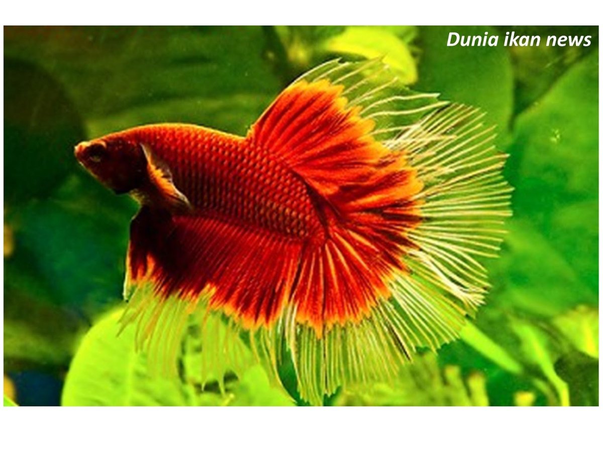 Петушок рыбка Харациновые