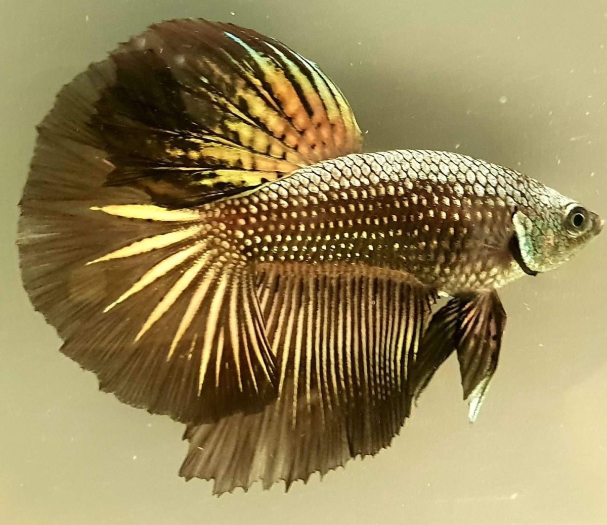 Рыбка петушок халф Мун