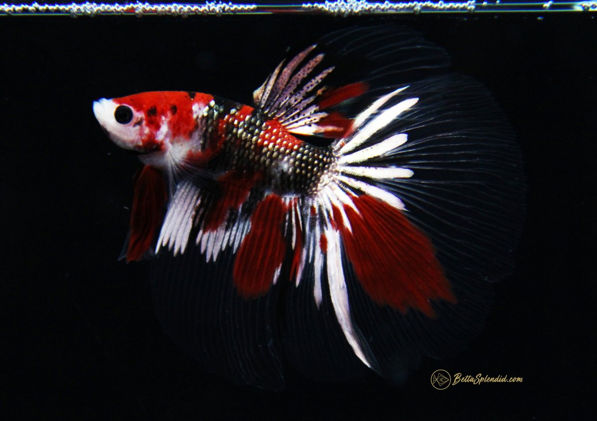 Петушки халф Мун кои