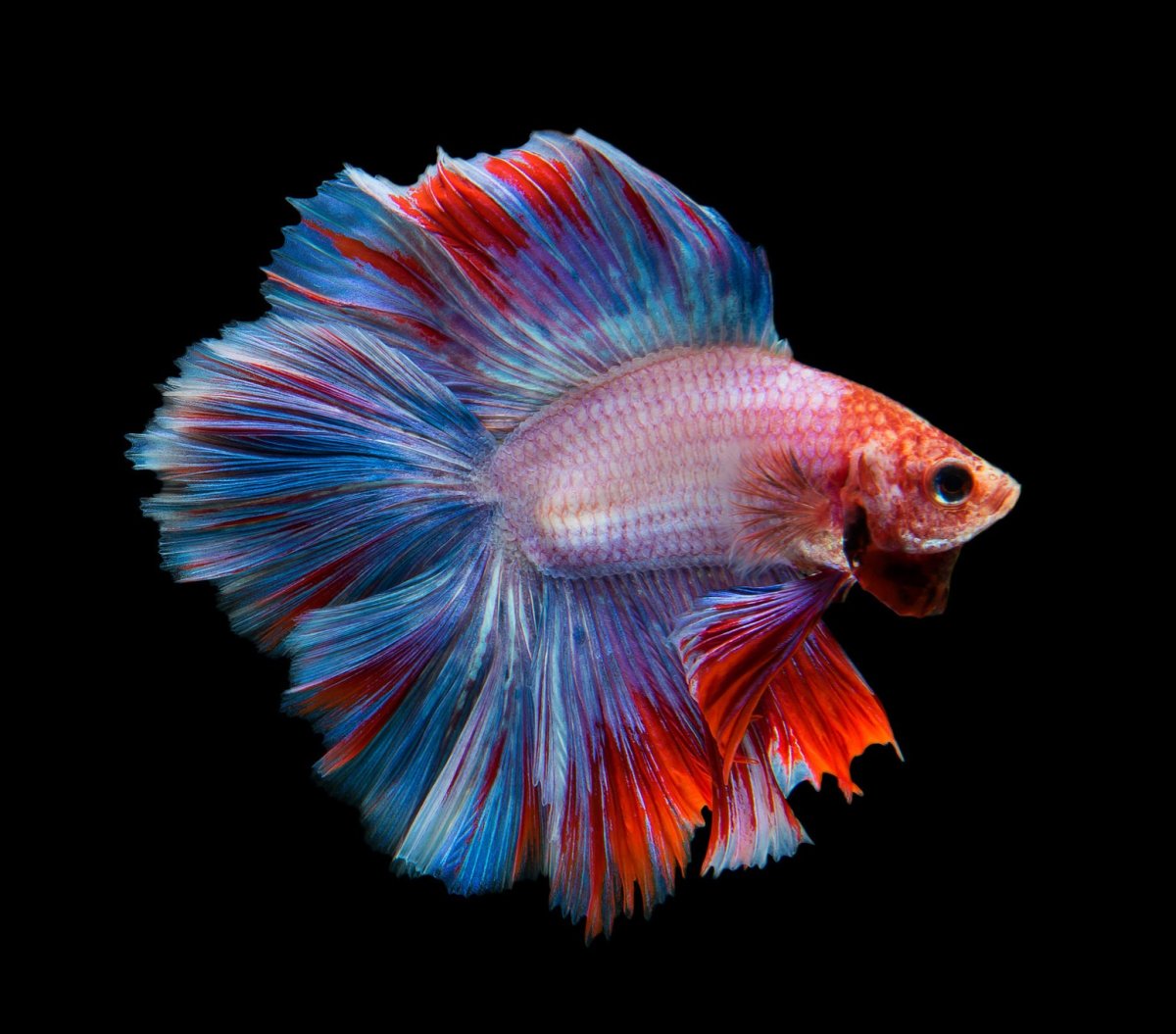 Рыбка петушок Бетта Спленденс