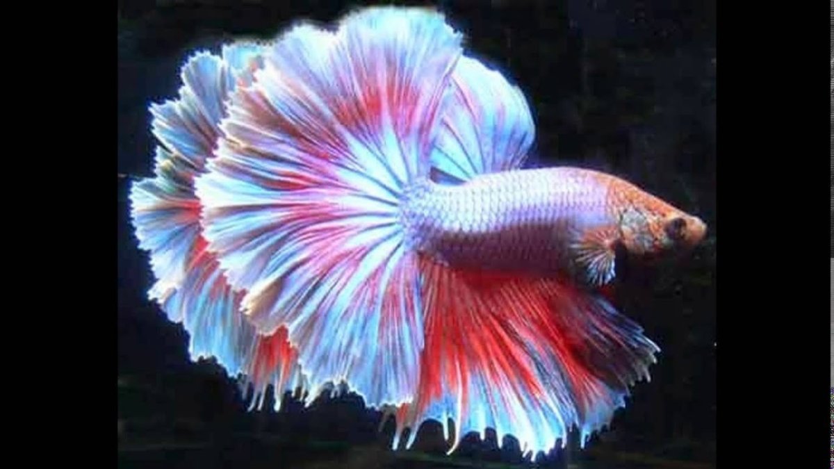 Петушок супер Дельта слоноухий