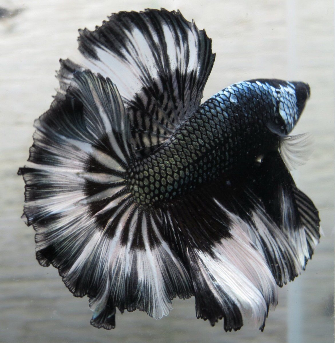 Петушок мраморный